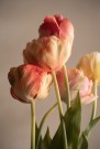 Mr Plant - Tulipan Gul, 67cm thumbnail