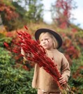 Floradekor - Lagurus Stor Bunt, Vinrød thumbnail