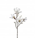 Mr Plant - Magnolia, 50cm thumbnail