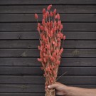 Floradekor - Phalaris Stor Bunt, Rosa thumbnail
