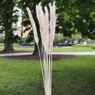 Floradekor - Tail Reed, Beige Rosa thumbnail