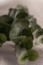 Mr Plant - Eucalyptus Grønn, 60cm thumbnail