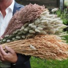 Floradekor - Lagurus Stor Bunt, Natur thumbnail