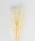 Cooee Design - Feather pampas white thumbnail