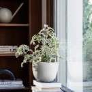 Ferm Living - Speckle Pot Large, Off White thumbnail
