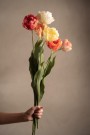 Mr Plant - Tulipan Rosa, 67cm thumbnail