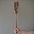 Floradekor - Tail Reed Mini, Natur thumbnail