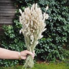 Floradekor - Lagurus Stor Bunt, Natur thumbnail