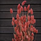 Floradekor - Phalaris Stor Bunt, Rosa thumbnail