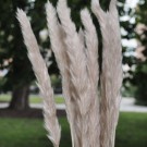 Floradekor - Tail Reed, Beige Rosa thumbnail