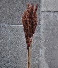 Floradekor - Plume Reed, Brun thumbnail