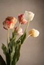 Mr Plant - Tulipan Gul, 67cm thumbnail