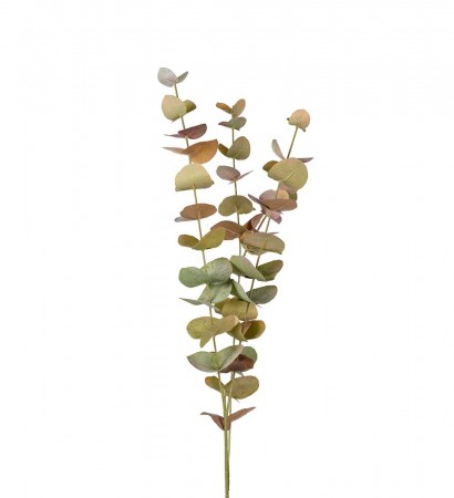 Mr Plant - Eucalyptus Multi, 60cm