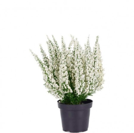 Mr Plant - Lyng i potte, 28cm