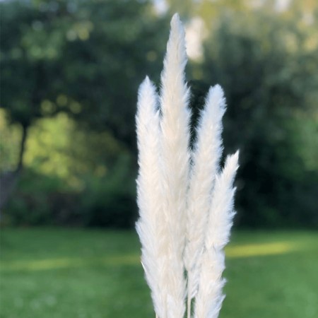 Floradekor - Tail Reed Mini, Hvit