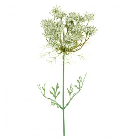 Mr Plant - Trachelium, 45cm