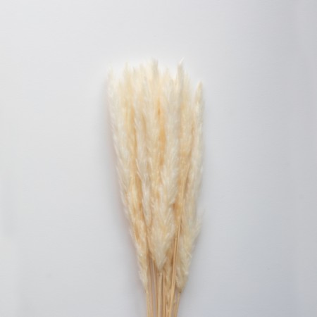 Cooee Design - Pampas white