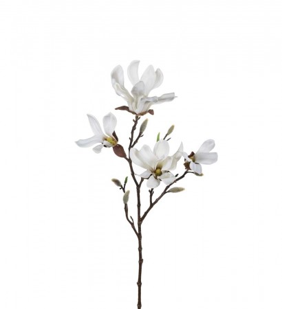 Mr Plant - Magnolia, 50cm