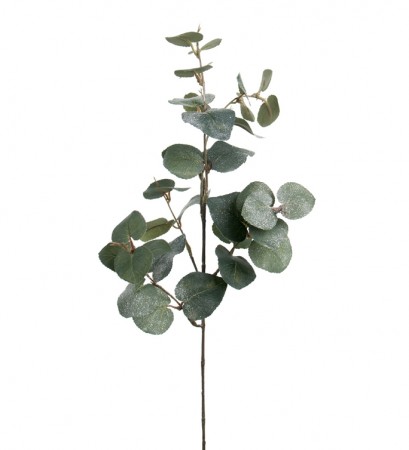Mr Plant - Eucalyptus med is, 70cm
