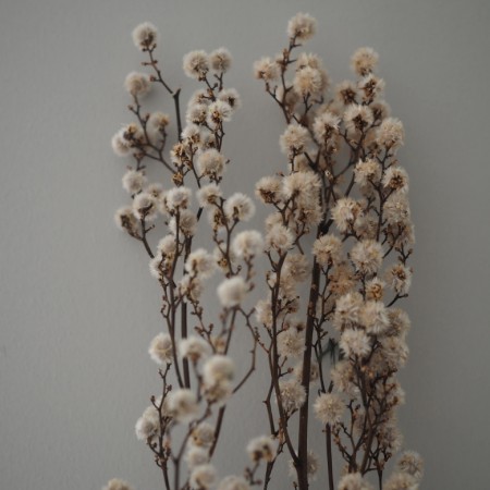 Floradekor - Stirlingia, Hvit