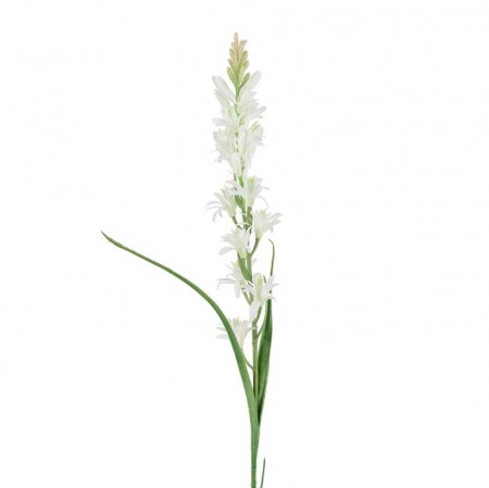 Mr Plant - Tuberose, 90cm