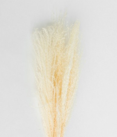 Cooee Design - Feather pampas white