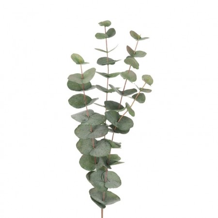 Mr Plant - Eucalyptus Grønn, 60cm