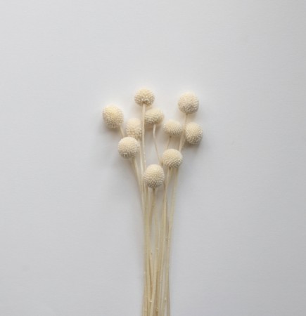 Cooee Design - Dried Flowers Golden Ball Hvit