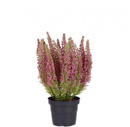 Mr Plant - Lyng i potte, 28cm