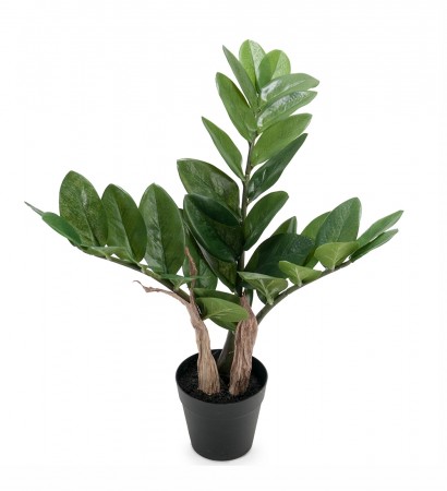 Mr Plant - Zamifolia, 45cm