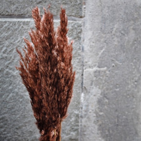 Floradekor - Plume Reed, Brun