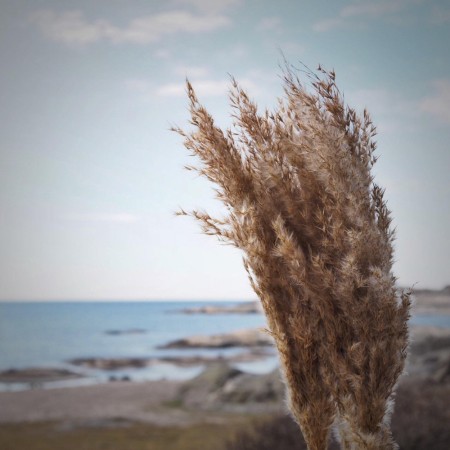 Floradekor - Plume Reed, Natur