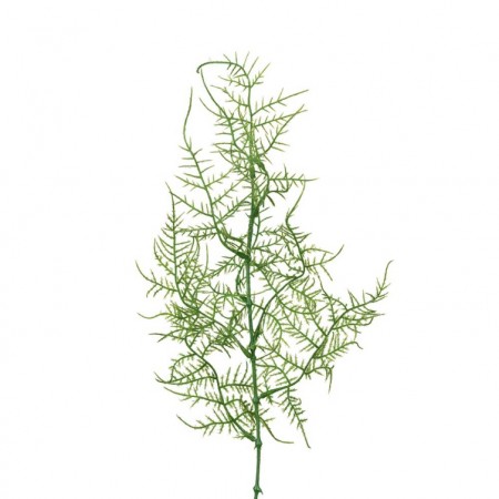 Mr Plant - Plumosus, 50cm