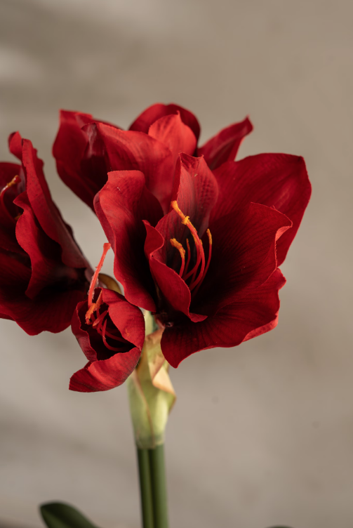 Amaryllis i potte, 50cm