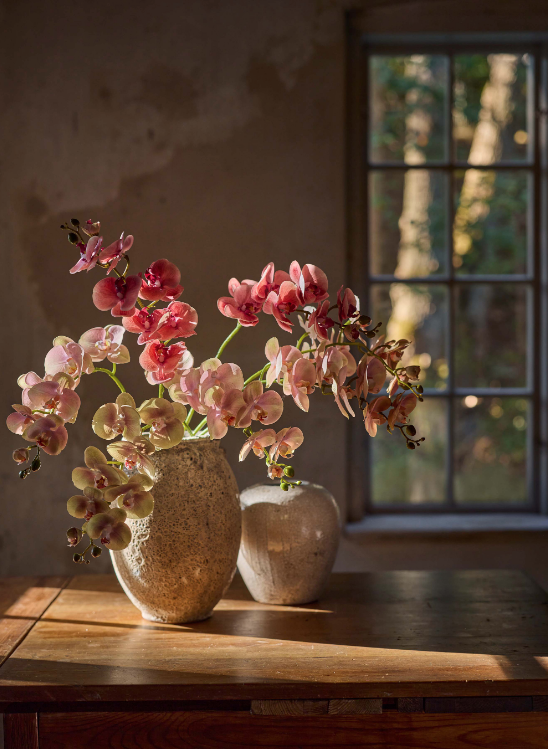 Phalaenopsis orkidé, 75 cm