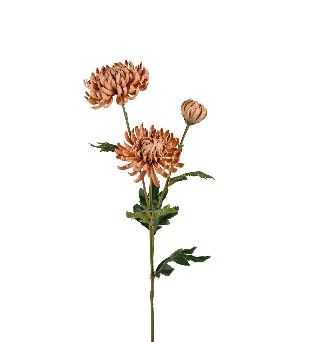 Chrysanthemum Beige, 60 cm