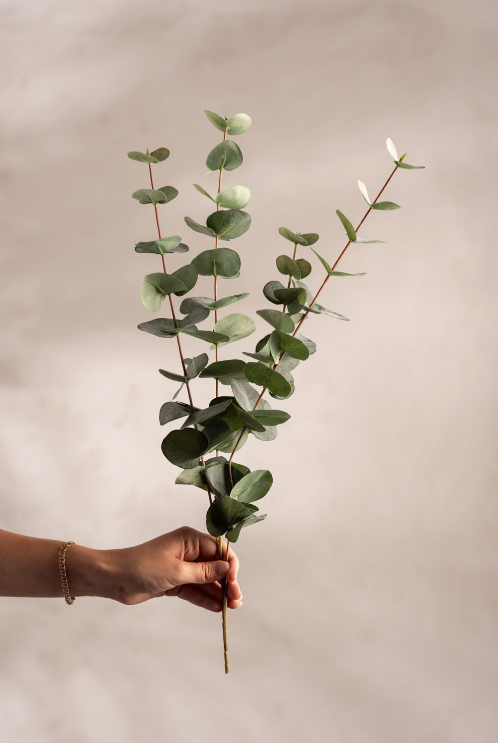 Eucalyptus Grønn, 60cm