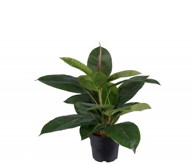 Fikus Robusta, 35cm
