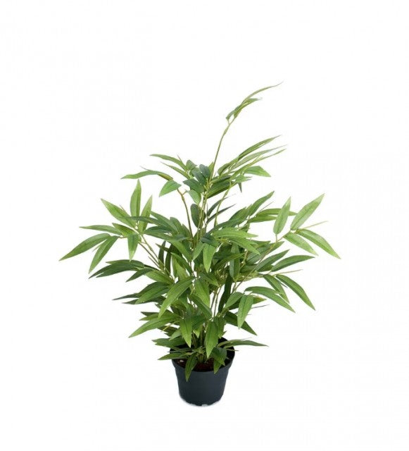Bambusplante i potte, 45cm