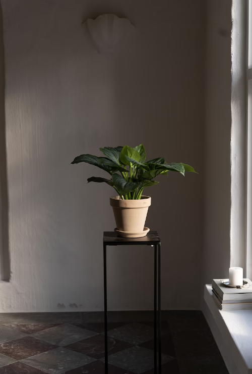 Bladlilje, 40cm