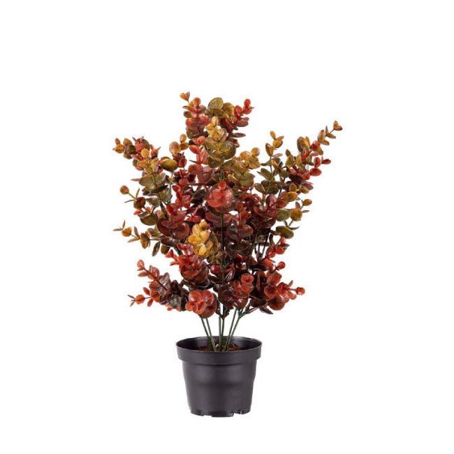 Eucalyptus i potte multifarget, 40cm