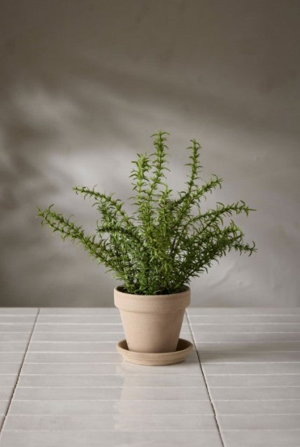 Rosmarin i potte, 35cm