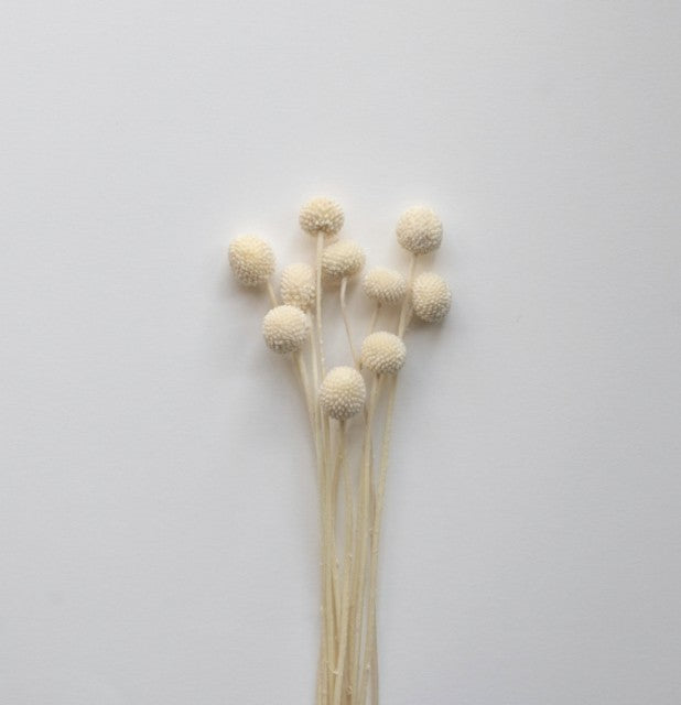 Dried Flowers Golden Ball, Hvit