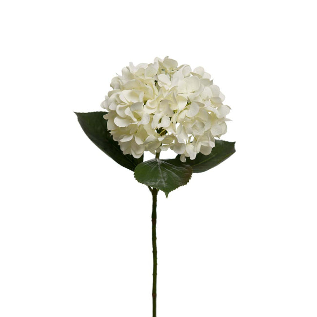 Hortensia Hvit, 65cm