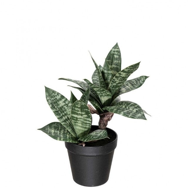 Sansiveria i potte, 30cm