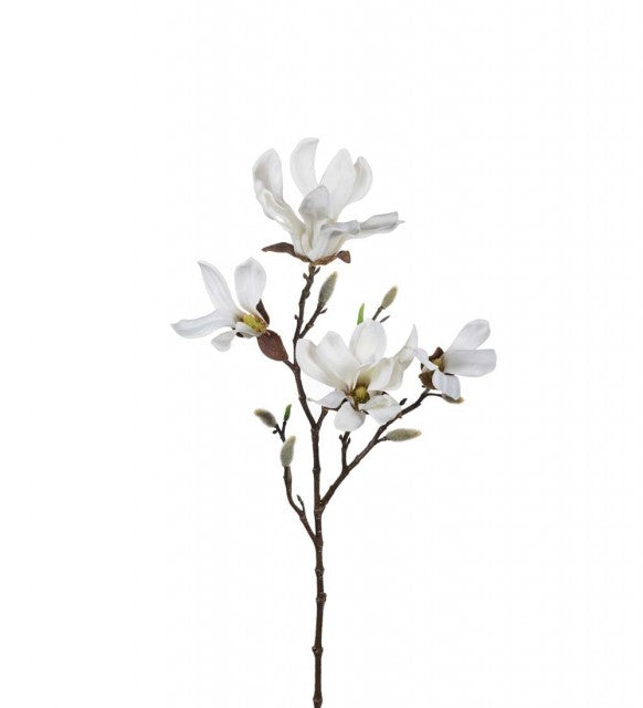 Magnolia, 50cm