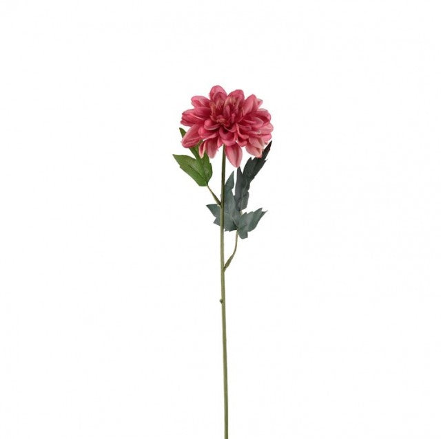 Zinnia Rosa, 45cm