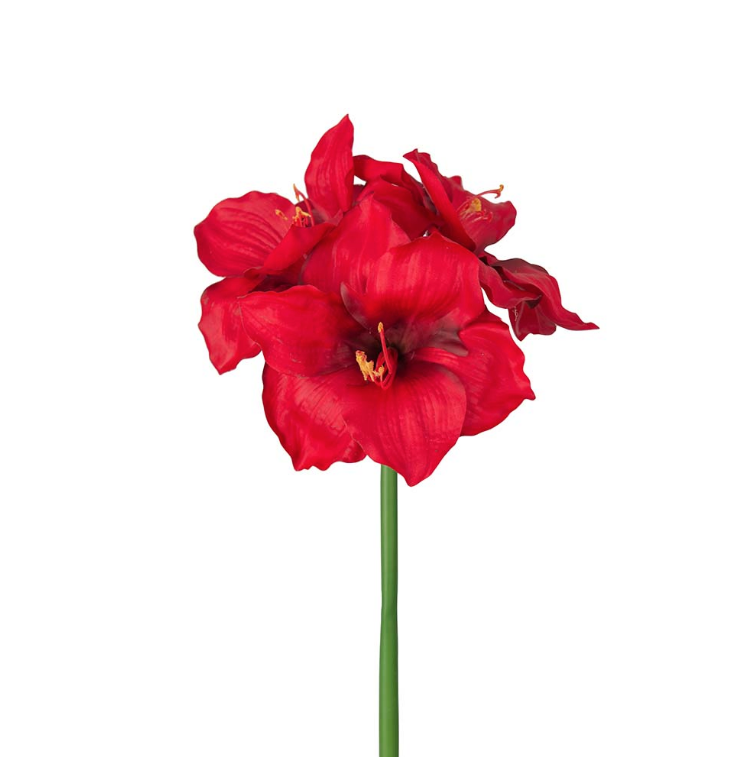 Amaryllis Rød, 65cm