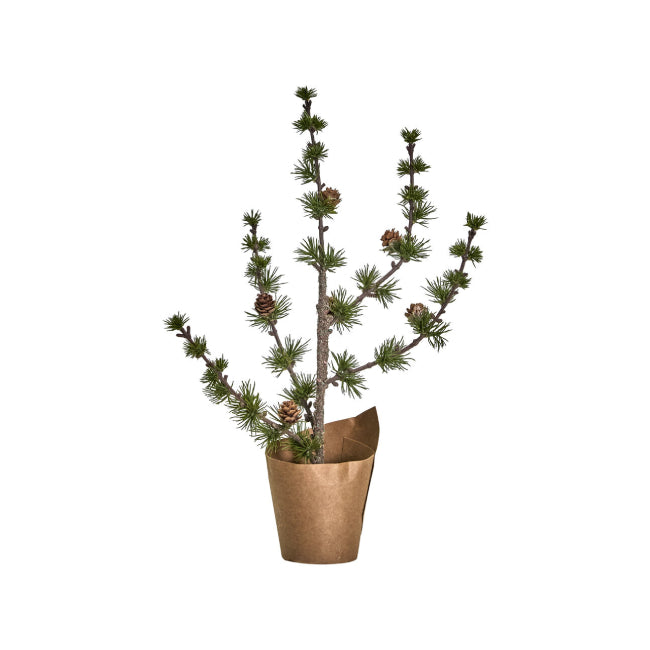 Juletre, HDStay