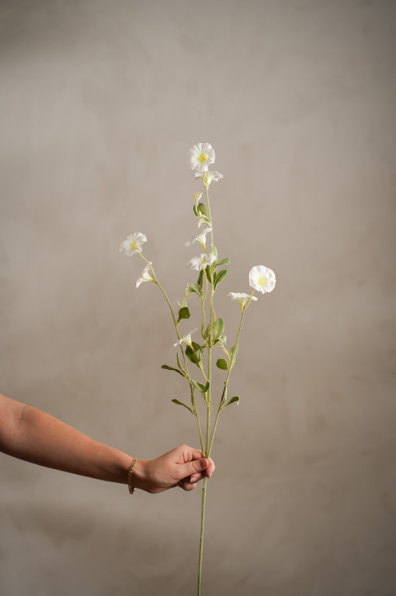 Blådaggry Hvit, 90cm